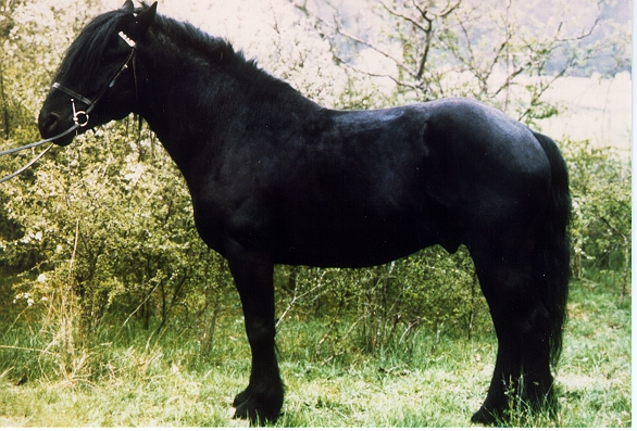 race equine poneys
